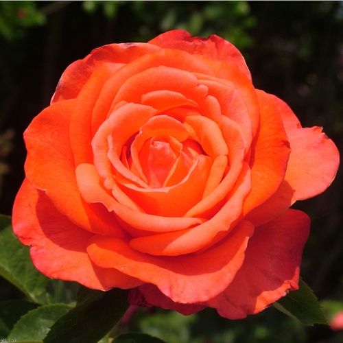 Gärtnerei - Rosa Clarita™ - rot - teehybriden-edelrosen - diskret duftend - Francis Meilland - Ausgezeichnete Schnittrosen mit sehr langanhaltenden Blüten. Langsam abblühend in lebhaften Fargen.